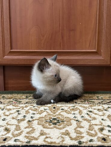 мейн кун бишкек питомник lyubushka купить котенка цена: Сиамская, 2 месяца, Девочка, Серый