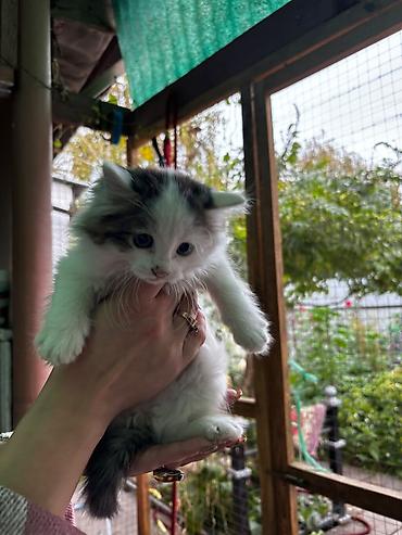 Животные: Котята домашние, пушистые и ручные. Описание:Отдам малышей в хорошие — 4