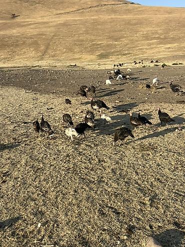 Индюки: Продаю | Индюшата | Для разведения — 13