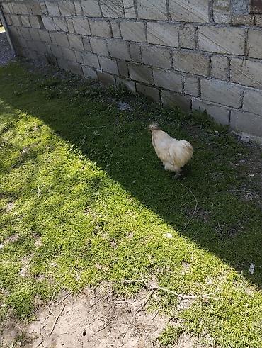 Toyuqlar: Toyuq, Damazlıq, Ünvandan götürmə — 2