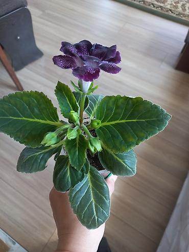 Бегонии: Бегонии и абутилон — укоренённые саженцы в стаканчиках/горшочках. 1) — 14