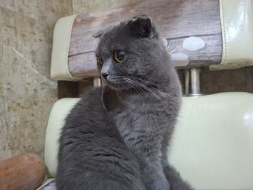 кошки на продажу: Шотладская вислоухая