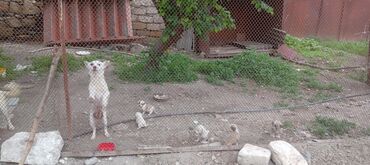1 kq bugda qiymeti: 1 ay, Dişi, Ünvandan götürmə