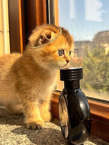 Кошки: Шотландская вислоухая — 2