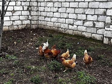 Toyuqlar: Toyuq, Damazlıq, Ödənişli çatdırılma -da lalafo.az — 1 Toyuqlar: Toyuq, Damazlıq, Ödənişli çatdırılma — 1