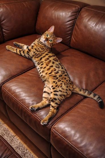 Pets & Animals: Registrovana odgajivačnica MMaestro_bengal ponosno predstavlja dva — 10