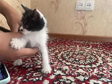 маленькая: Черно-белый котёнок с короткой шерстью и выразительной мордочкой — 3