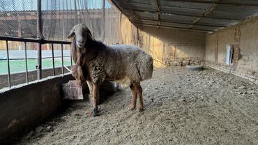 наполнитель для животных: Сатам | Кочкор (эркек) | Арашан