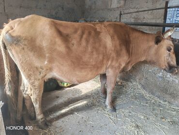 продажа домашних животных: Продаю | Корова (самка), Тёлка | Симментальская | Для разведения, На откорм, Для молока | Привязанные