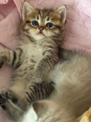 Pişiklər: Erkək, Dişi, Yaxşı əllərə, Rayonlara çatdırılma, Ünvandan götürmə, Ödənişli çatdırılma — 3