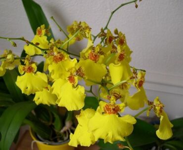сундук новый: Детка орхидеи онцидиум