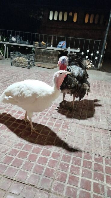 qaşqaldaq quşu: Salam.Erkek dişidir,cavan heyvanlardir .tam sağlamdır.yumurtlayirlar