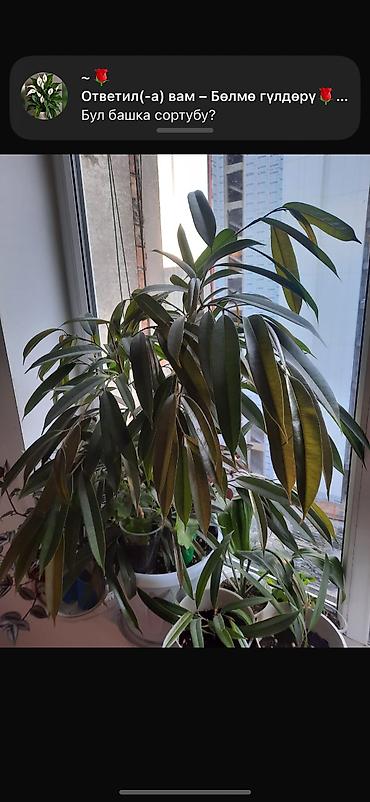 Фикусы: Фикус Али, бенджамин сатылат — 7