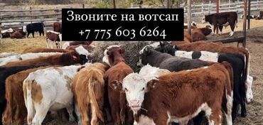 Коровы, быки: Продаю | Корова (самка), Бык (самец), Тёлка | Ангус, Герефорд, Голштин | На откорм, На забой, Для разведения | Племенные, Нетель