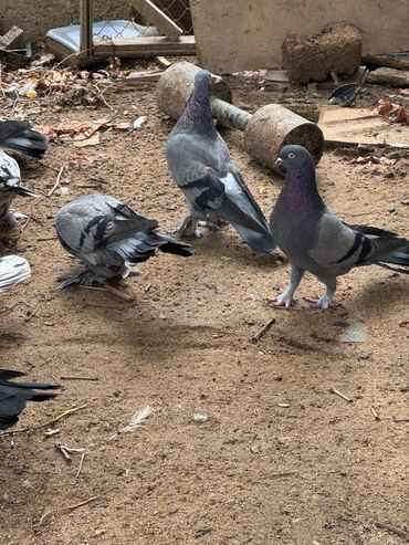 Göyərçinlər: Kəməti göylərdi içində 3 4 dənə əbrəş var. 17-20 tukdulər. kom şəkildə -da lalafo.az — 10 Göyərçinlər: Kəməti göylərdi içində 3 4 dənə əbrəş var. 17-20 tukdulər. kom şəkildə — 10