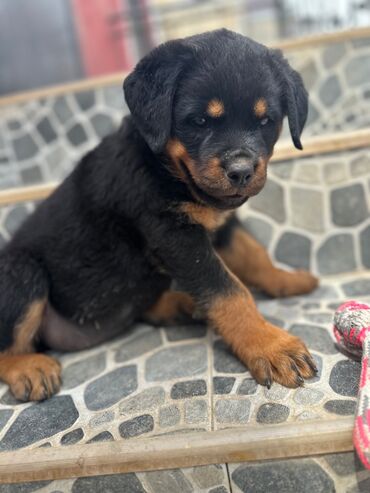 İtlər: Rotveyler, 1 ay, Erkek -da lalafo.az — 9 İtlər: Rotveyler, 1 ay, Erkek — 9