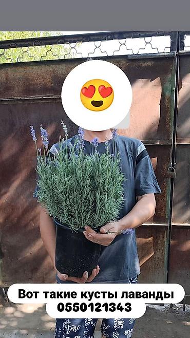 Продаю лаванду взрослые кусты. Бишкек at lalafo.kg Продаю лаванду взрослые кусты. Бишкек