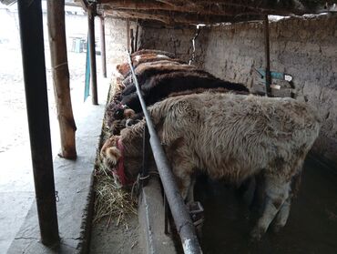 Коровы, быки: Продаю | Бык (самец) | На откорм — 11