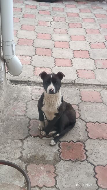 хмонг собака: Питбуль3 месяца, девочка 2000 сом