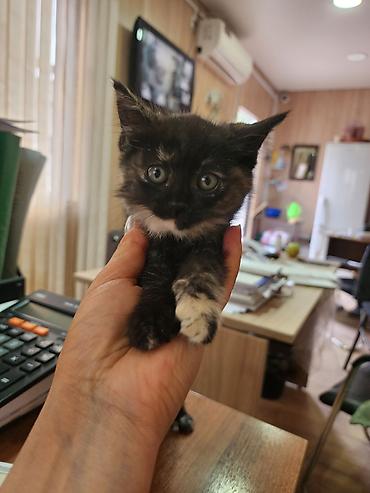 бекер мышыктар: Котята ищут любящий дом 🏡 родились у нас на работе, кушают все и корм — 5