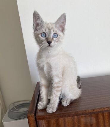 скоттиш страйт шотландская прямоухая кошка: Кошка даром: Беспородная, 2 месяца, Девочка, Приучена к лотку, Проглистована