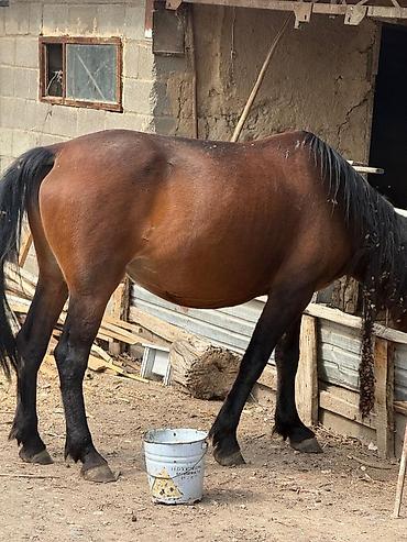 кой сатып алам бишкек: Сатам | Бээ (ургаачы) | Көбөйтүү үчүн — 4