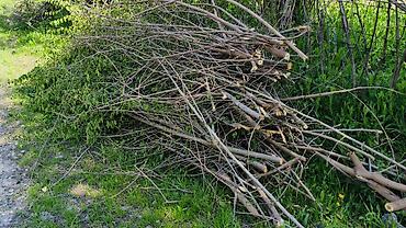 Дрова: Дрова Тополь, Самовывоз — 8