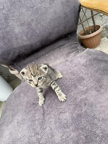 Продажа кошек: Котята - Описание: Милые домашние котята, короткошёрстные. На фото — — 10