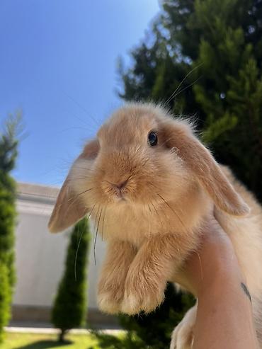 dovşan: Çox gözəl və nadir rəngə sahib Holland Lop balası satılır. 🐰 2 aylıq — 4