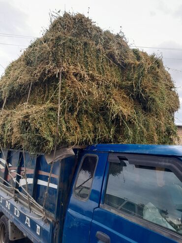продаю одеяла: Беде пресс тюк сатылат 1 укос. 
заря военантоновка алатоо
1000 штук