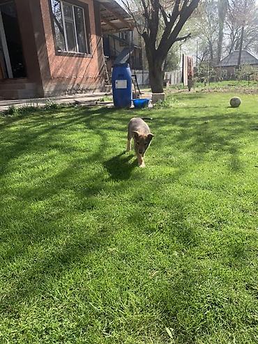 Продажа собак: Лайка, 3 месяца, Самец — 9