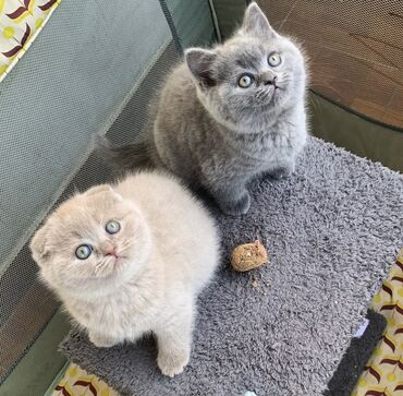 Pişiklər: Şotland yastı qulaq, Erkək, Dişi, Ödənişli çatdırılma, Ünvandan götürmə -da lalafo.az — 7 Pişiklər: Şotland yastı qulaq, Erkək, Dişi, Ödənişli çatdırılma, Ünvandan götürmə — 7