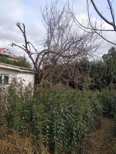 Ağaclar: İlin 12 ayı həmişə yaşıl dekorativ ağaclar yarpaqları tökülmür bu -da lalafo.az — 10 Ağaclar: İlin 12 ayı həmişə yaşıl dekorativ ağaclar yarpaqları tökülmür bu — 10