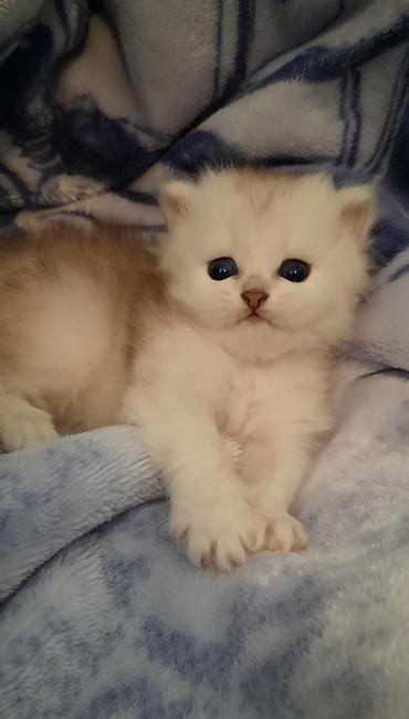 Pişiklər: Şotland, Erkək, Dişi, Yaxşı əllərə, Ödənişli çatdırılma, Rayonlara çatdırılma, Ünvandan götürmə — 6