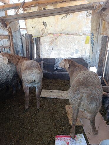 Бараны, овцы: Продаю | Овца (самка) | Для разведения | Матка — 1