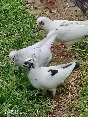 Göyərçinlər: Göyərçinlər — 1