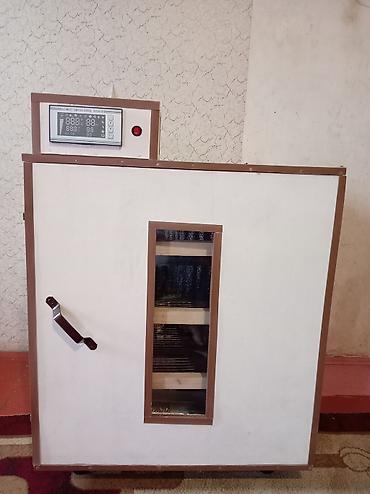 İnkubator 500 yumurtalıq tam afdamat isdeyeyir unvan Neftçala rayonu