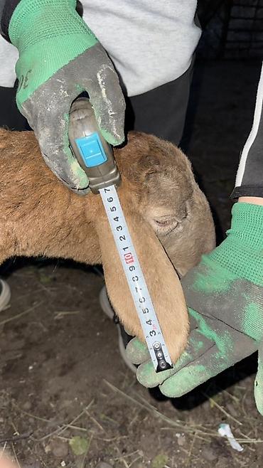 Баран, овца: Продаю | Овца (самка), Ягненок, Баран (самец) | Арашан | Для разведения — 6