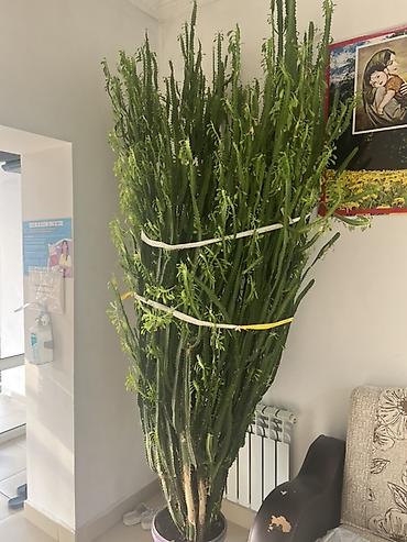 ат пони: Крупное комнатное растение — суккулент Euphorbia (молочай), столбчатой — 2