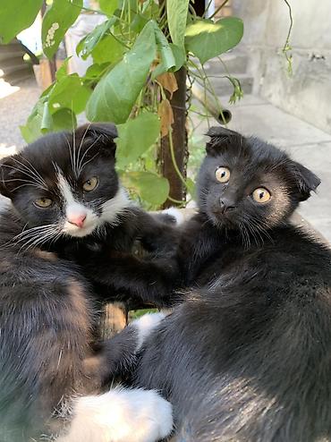 ищу котят: Котята в добрые руки 2 месяца — 1