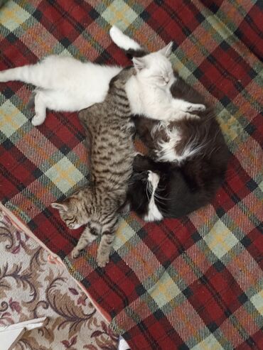 Продажа кошек: Котята . отдам в хорошие руки. - На фото — помет из трёх котят: два — 11