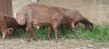 balasına süd verməyən qoyun nə adlanır: Erkey qoc satilir 750 azn real alici olsa endirim olacaq 2 yasi