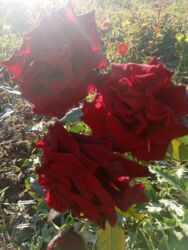 Çöl bitkiləri: Saqı Gülçülük – Tərtərin ən gözəl gülləri Bir gül təkcə ətriylə deyil — 27