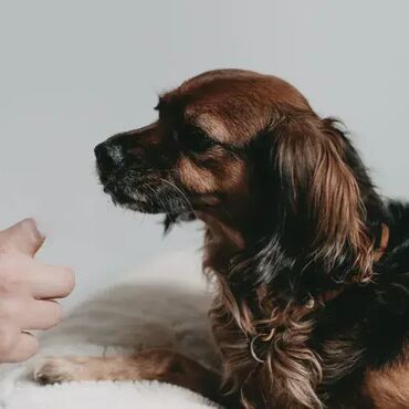 Oprema za kućne ljubimce: Četkica za zube Za Pse - LILA LOVES IT; Efikasno čisti zube, desni i — 6
