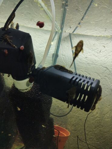 насос для аквариума бишкек: Продаю сомиков анциструсов. размер 3см +-. Возможна доставка до
