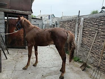 Лошади, кони: Продаю | Конь (самец) | Рабочий — 3