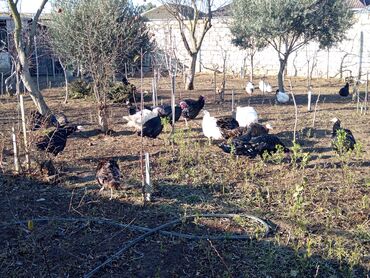 Hinduşkalar: Hinduşka sürüsü – qara və ağ rəngli fərdlər hinduşkalar satilir — 10