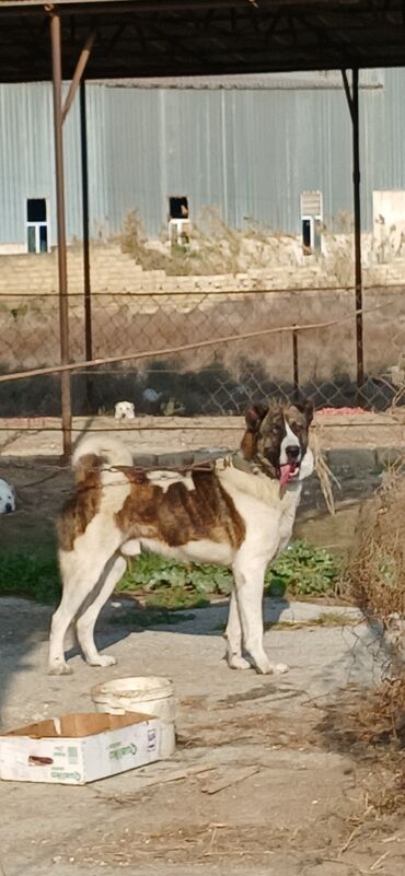 İtlər: Qurdbasar, 1 il, Erkek, Peyvəndli, Ödənişli çatdırılma — 7