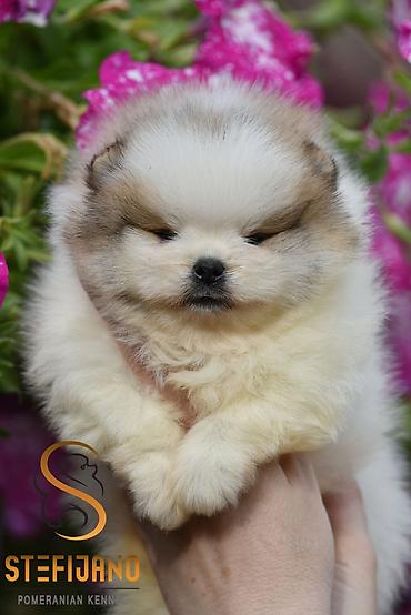 turski psi: Pomeranac Boo. Čistokrvni štenci pomeranca,vrhunskog porekla — 5