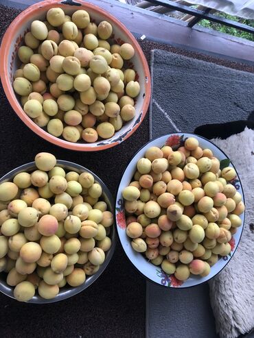 уголь каракече бешсары шабыркуль каражыра доставка бишкек купить фото: Абрикосы Королевский, В розницу